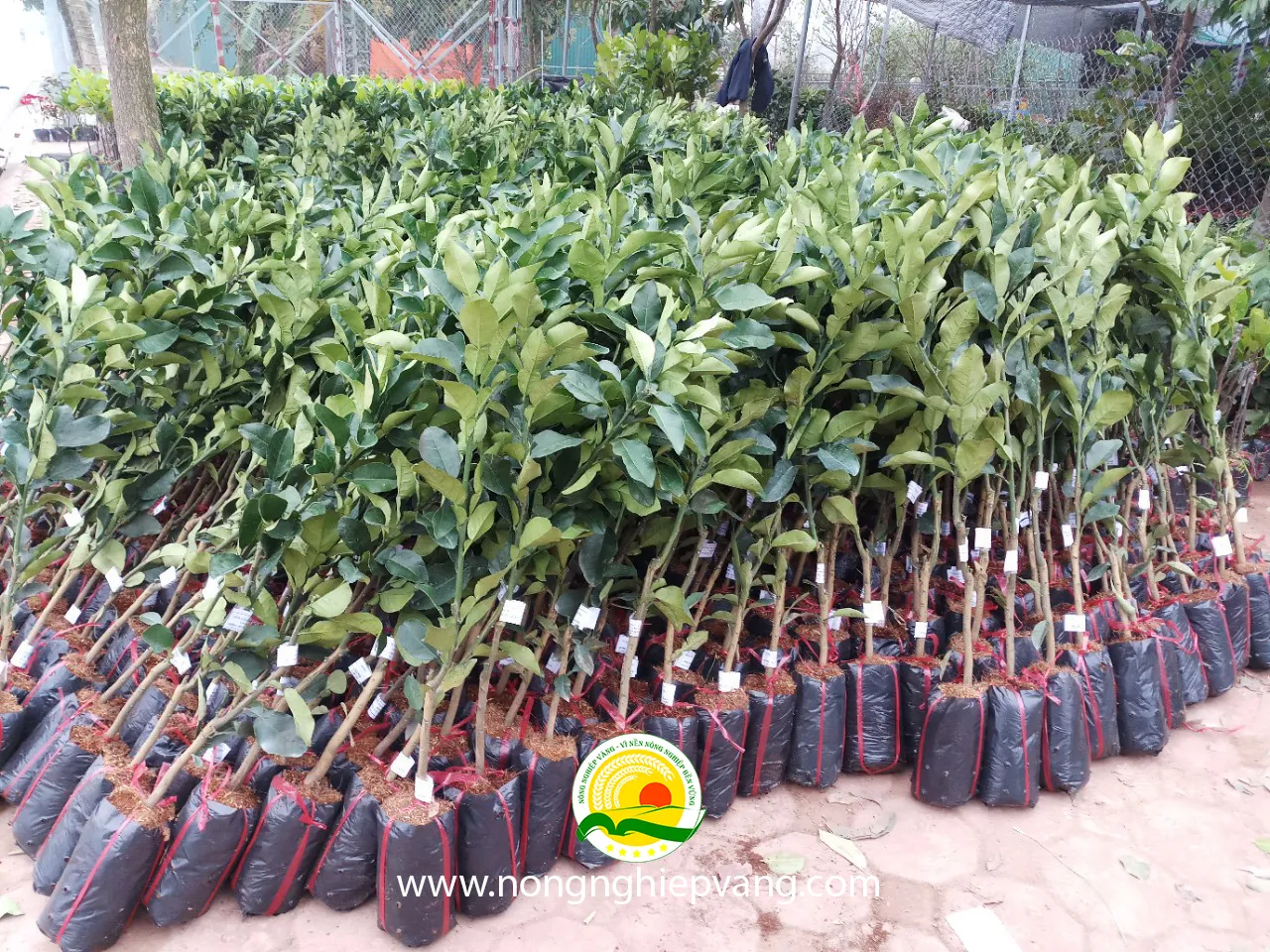 cây giống bưởi da xanh trồng chậu