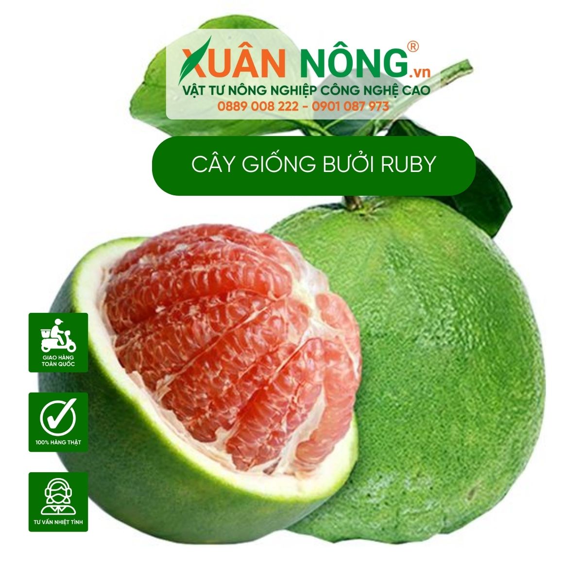 Cách Trồng Chăm Sóc Cây Bưởi Da Xanh Đạt Chuẩn Xuất Khẩu