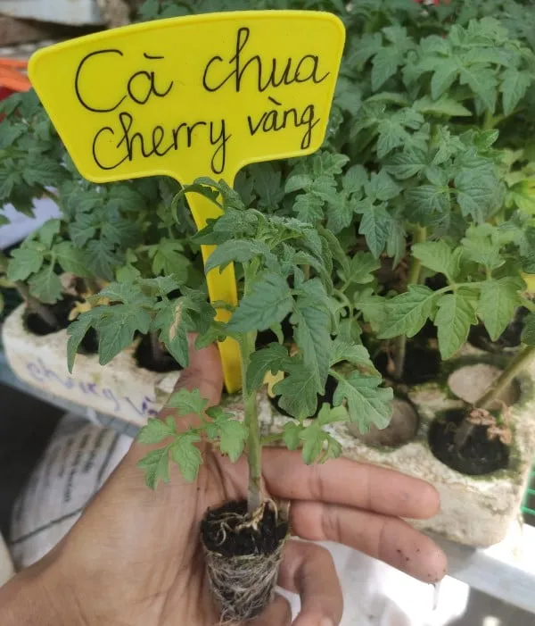Cây giống cà chua cherry vàng chất lượng cao
