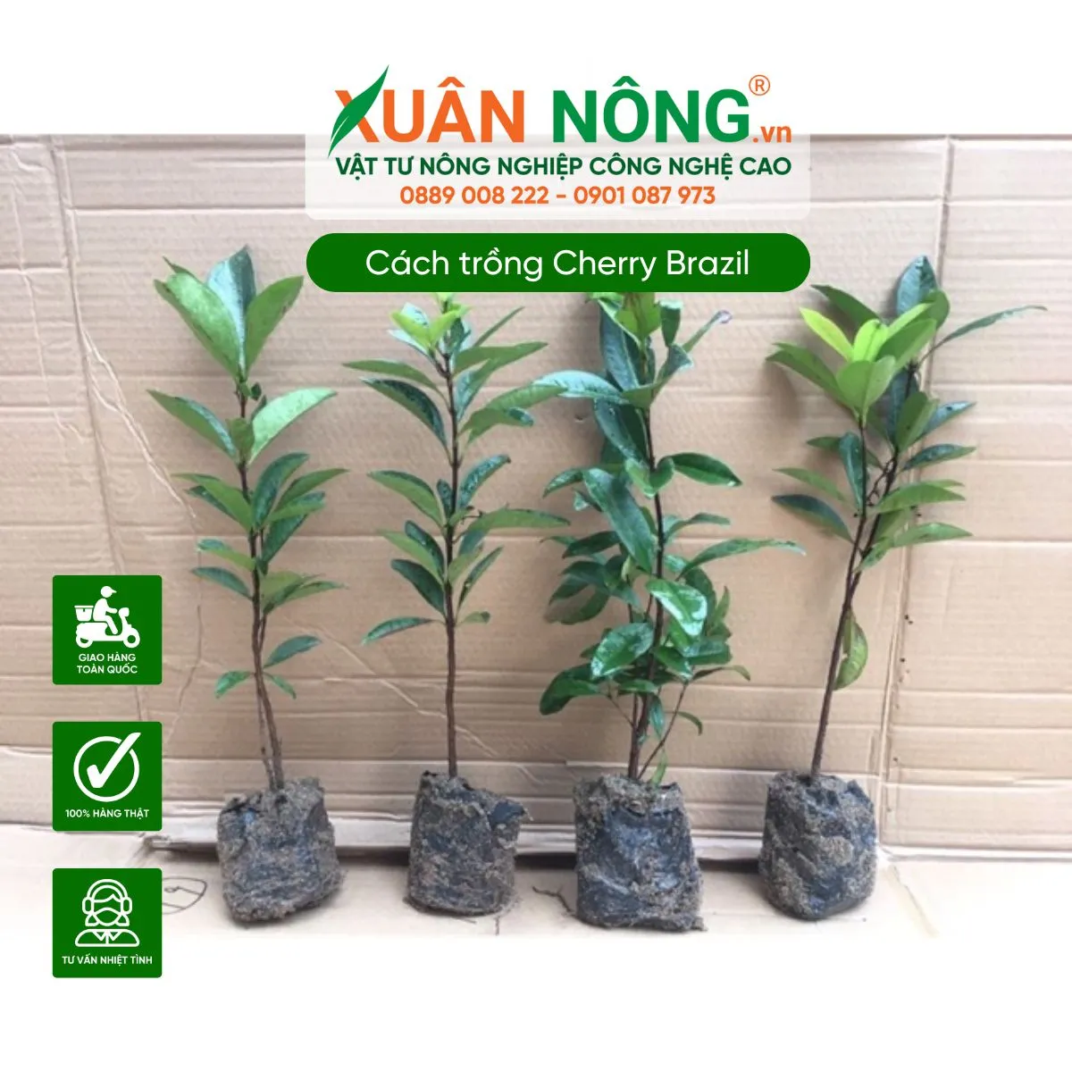 Cây giống Cherry Brazil khỏe mạnh và kỹ thuật chọn giống để trồng trái cherry