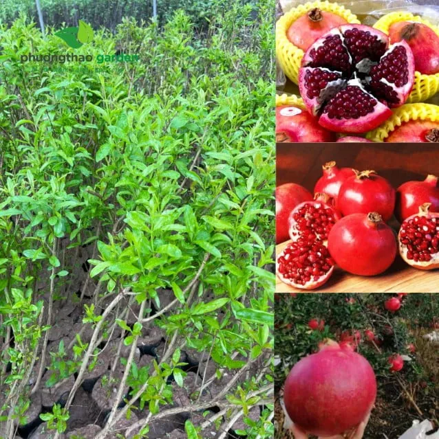 Cây Giống Lựu Peru