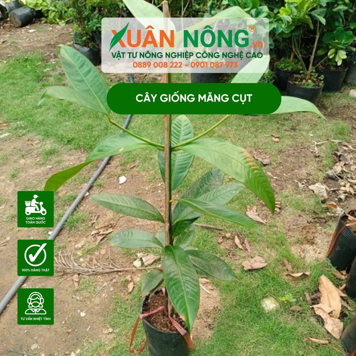 Cách Trồng Bưởi Da Xanh Ruột Hồng Cho Năng Suất Cao Và Chất Lượng Quả Vượt Trội Cách Trồng Bưởi Da Xanh Ruột Hồng Cho Năng Suất Cao Và Chất Lượng Quả Vượt Trội