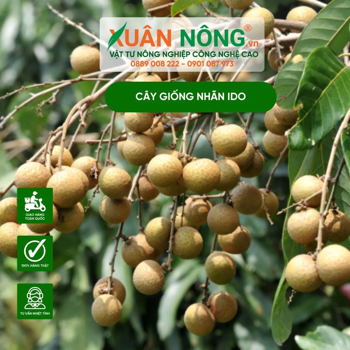 Cây giống nhãn IDO khỏe mạnh, đạt tiêu chuẩn để bắt đầu cách trồng nhãn IDO thành công