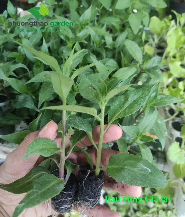 Cây giống rau rừng Gia Lai chất lượng cao chuẩn bị gieo trồng