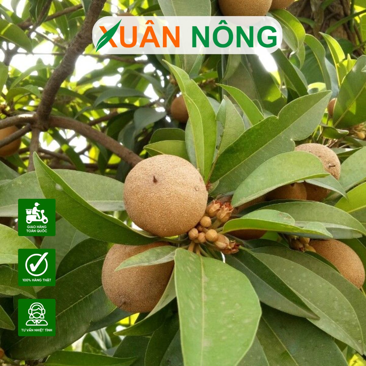 Cách Trồng Hồng Xiêm Bằng Hạt: Hướng Dẫn Kỹ Thuật Toàn Diện Từ A Đến Z