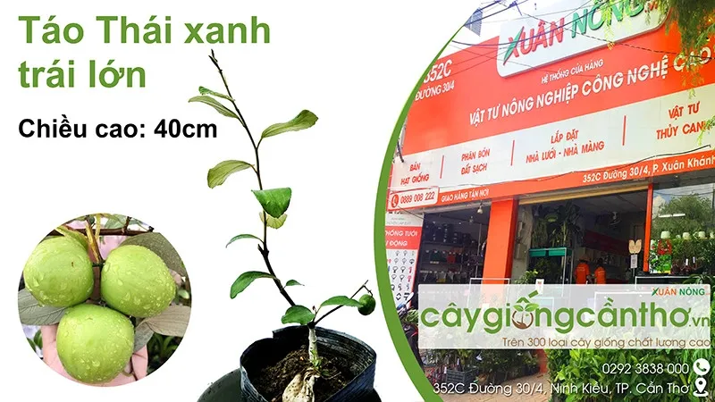 Cây giống táo Thái xanh khỏe mạnh sẵn sàng trồng theo cách trồng cây táo thái