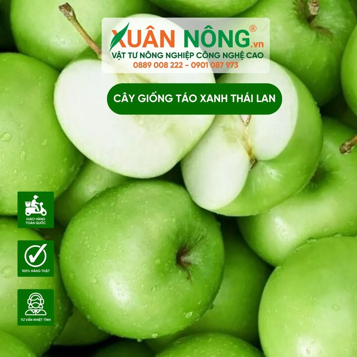 Cây táo Thái đang ra quả non, biểu hiện của việc áp dụng thành công cách trồng cây táo thái