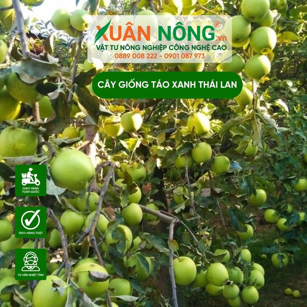 Minh họa hố trồng và quy trình chuẩn bị đất theo cách trồng cây táo thái