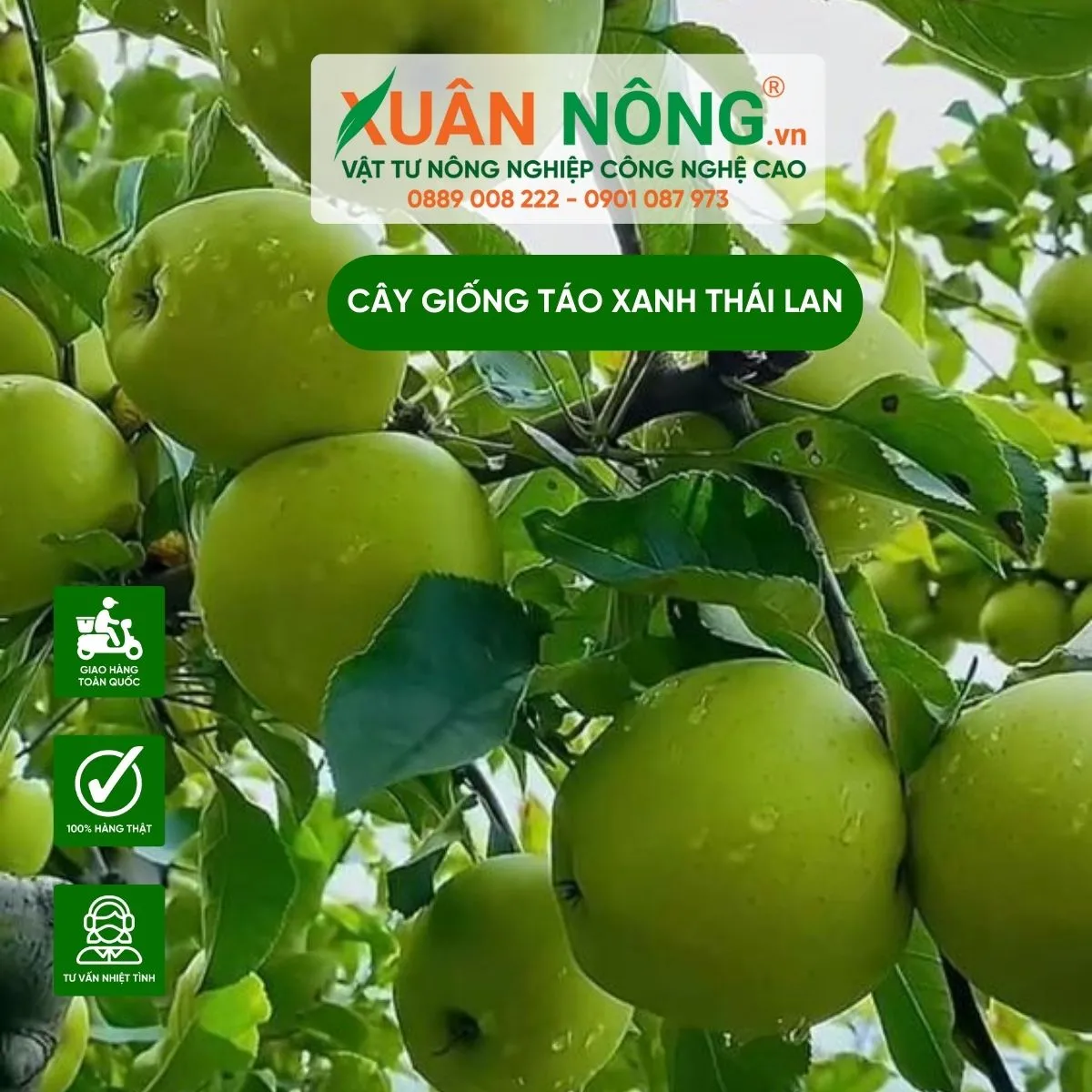 Cây táo xanh Thái Lan đang được chăm sóc cẩn thận theo kỹ thuật trong cách trồng cây táo thái