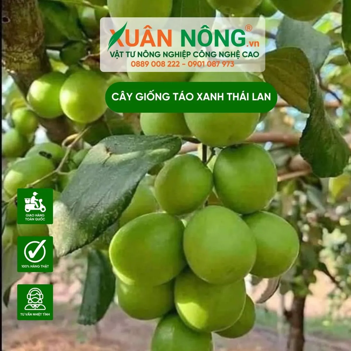 Đặc điểm nhận dạng lá và cành của cây táo xanh Thái Lan