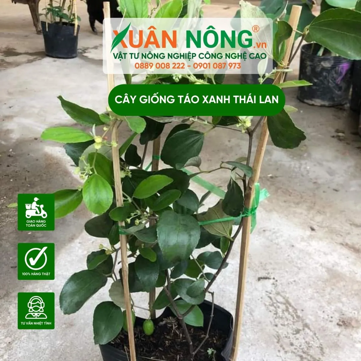 Quá trình bón lót phân hữu cơ cho cây con khi áp dụng cách trồng cây táo thái