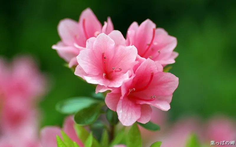 Azalea là quốc hoa Nepal, minh chứng cho nguồn gốc và vẻ đẹp của hoa đỗ quyên.