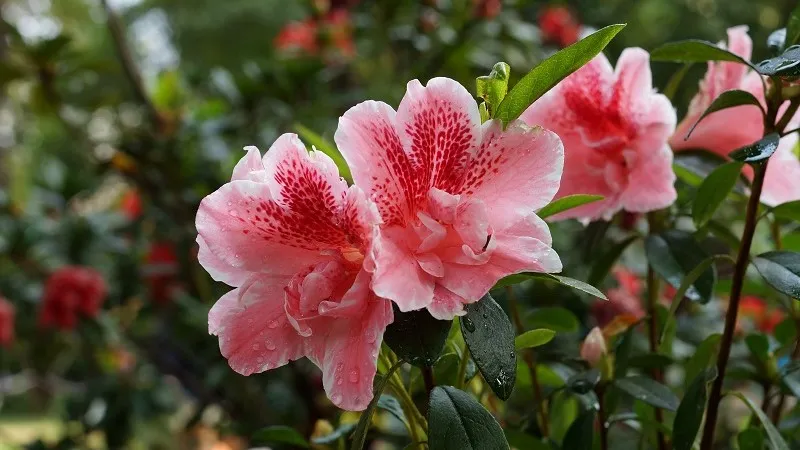 Hoa đỗ quyên đỏ rực, biểu tượng cho tình yêu và sự lãng mạn trong ý nghĩa văn hóa.