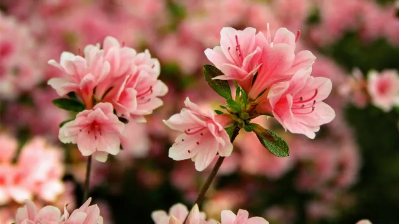 Các màu sắc hoa đỗ quyên khác nhau mang ý nghĩa phong thủy đa dạng.