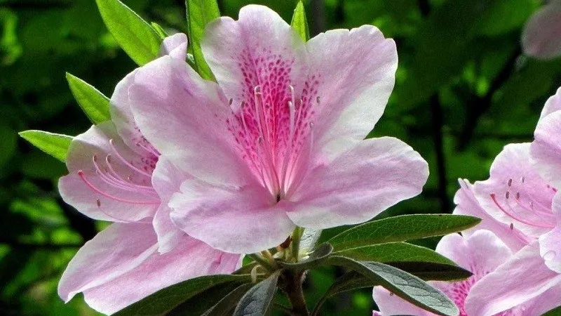 Công dụng làm thuốc của hoa đỗ quyên, cần được sử dụng theo chỉ dẫn y học.