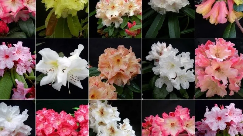 Minh họa kỹ thuật trồng hoa đỗ quyên trong chậu, yếu tố quan trọng để cây phát triển khỏe mạnh.