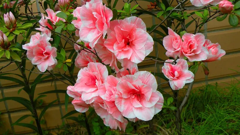 Nơi mua và giá bán hoa đỗ quyên phổ biến trên thị trường cây cảnh Việt Nam.