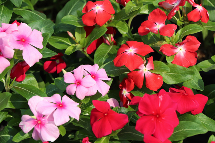 Hoa Dừa Cạn đứng nở rộ nhiều màu sắc sặc sỡ