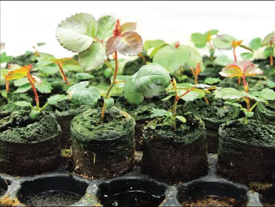 Cây hoa hồng con với những lá thật đầu tiên đang phát triển