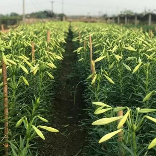 Cây hoa loa kèn chuẩn bị đến mùa thu hoạch