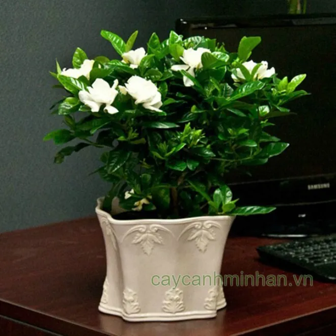 Cây hoa nhài