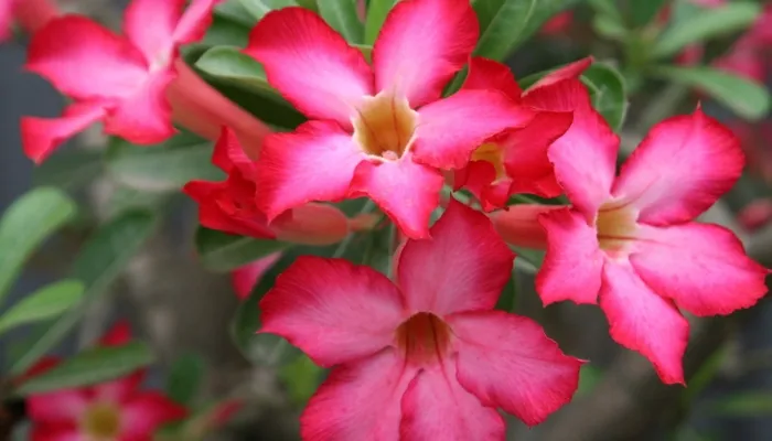 Chân dung cây hoa sứ với phần củ và thân mập mạp