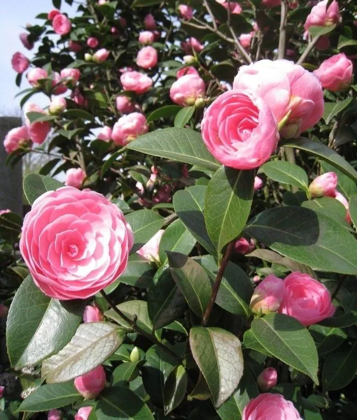 Cây Trà My mang nhiều tác dụng, không chỉ giới hạn trong việc trang trí cảnh quan