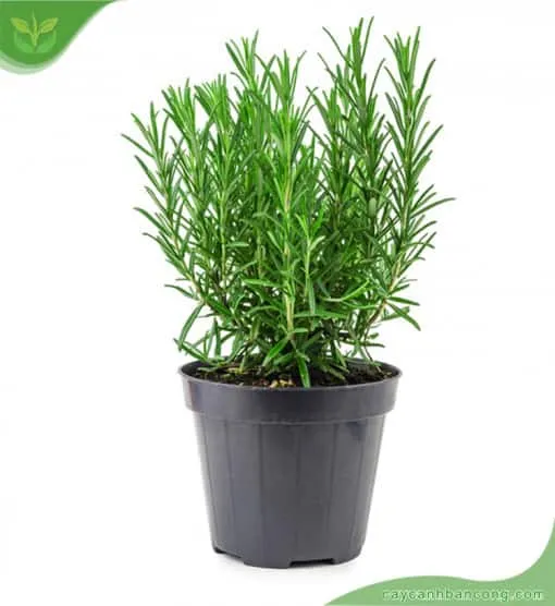 Chậu cây hương thảo nhỏ được đặt trên bệ cửa sổ nhận ánh nắng