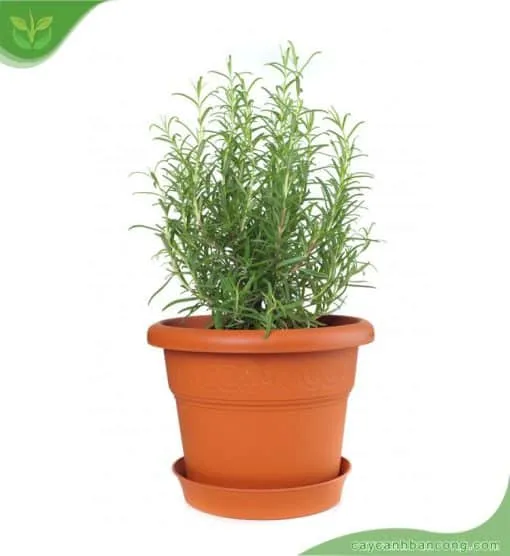 Chậu cây hương thảo trưởng thành với những cành lá xanh mướt