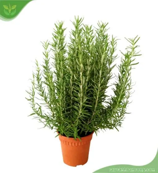 Chậu hương thảo được trồng thành cụm, sẵn sàng thu hoạch