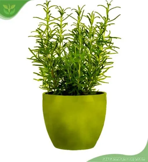 Hương thảo được trồng xen kẽ trong vườn đá