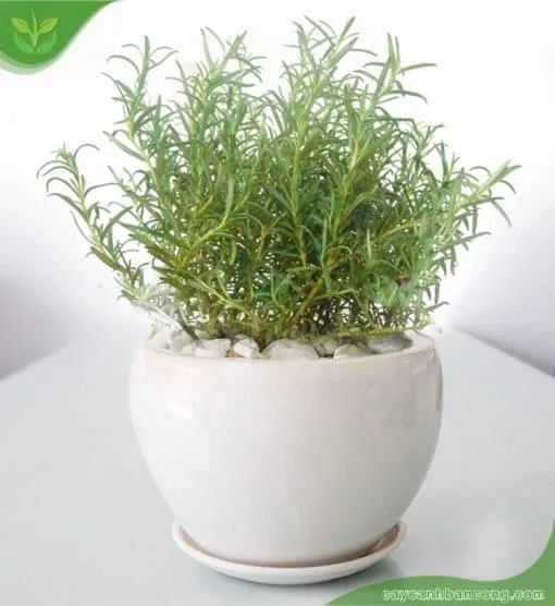 Một chậu hương thảo nhỏ xinh dùng để trang trí bàn làm việc
