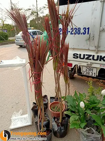 Hướng Dẫn Chi Tiết A-Z Cách Trồng Đào Trên Chậu Đón Tết Sống Khỏe