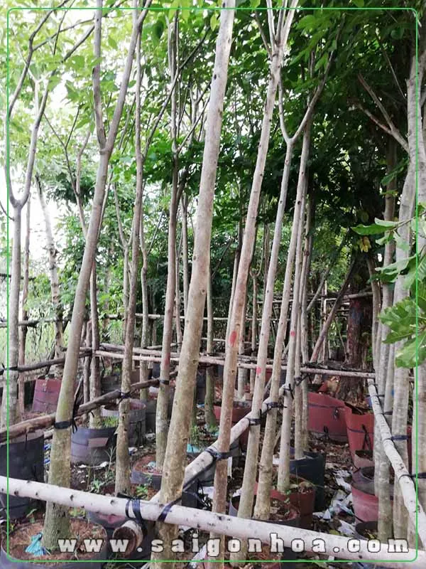 Trồng và chăm sóc cây kèn hồng đúng cách