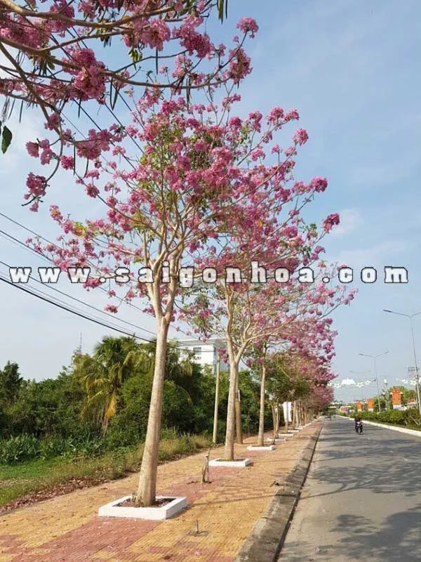 Trồng và chăm sóc cây kèn hồng đúng cách