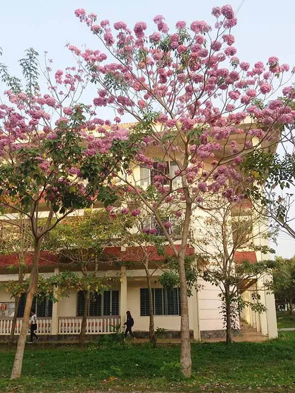 Trồng và chăm sóc cây kèn hồng đúng cách