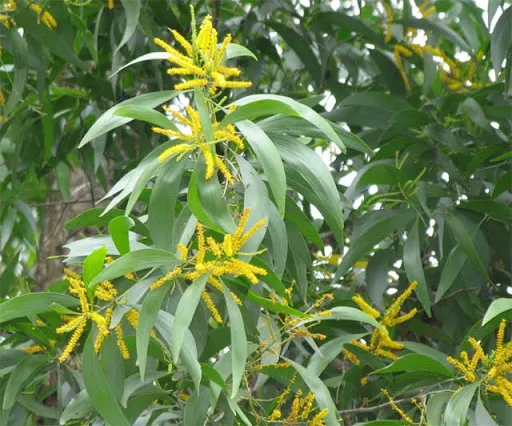 Chùm hoa keo lá tràm màu vàng rực rỡ