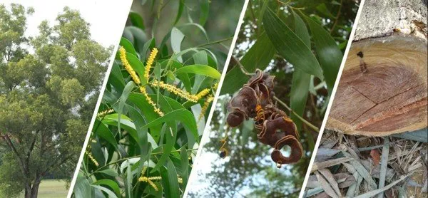 Keo lá tràm có nhiều ứng dụng trong đời sống và công nghiệp