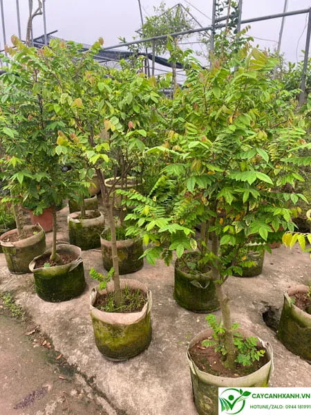 Cây khế chua cao 1m3