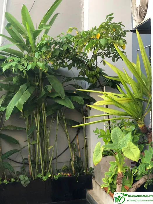 Cây khế chua trồng chậu cho nhiều quả