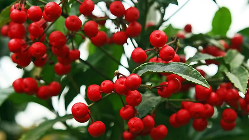 Quáº£ cÃ¢y kim ngÃ¢n lÆ°á»£ng chÃ­n Ä‘á» má»ng Ä‘áº¹p máº¯t