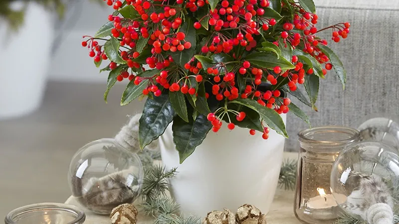 Kim ngÃ¢n lÆ°á»£ng thu hÃºt nÄƒng lÆ°á»£ng tÃ­ch cá»±c