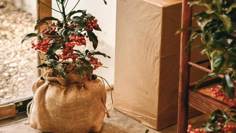 CÃ¢y kim ngÃ¢n lÆ°á»£ng cÃ³ Ä‘á»™c khÃ´ng?