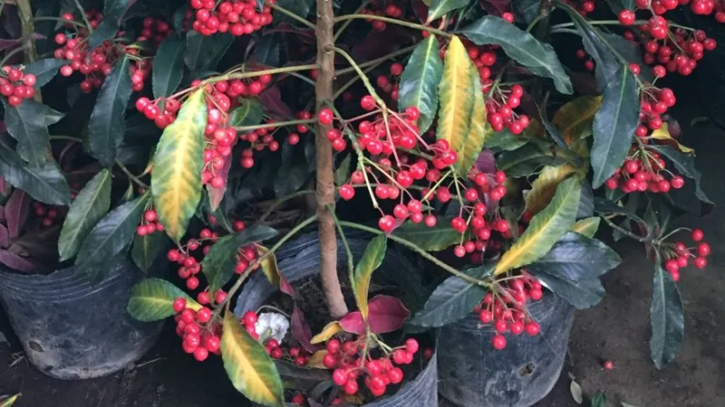 Trá»“ng cÃ¢y kim ngÃ¢n lÆ°á»£ng báº±ng háº¡t giá»‘ng