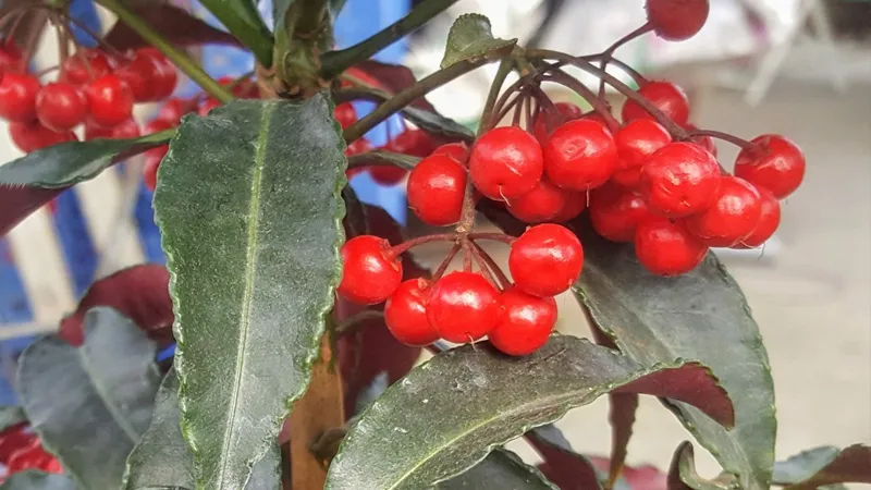 ChÄƒm sÃ³c ngÃ¢n kim lÆ°á»£ng cho cÃ¢y Ä‘áº­u quáº£ chÃ­n má»ng