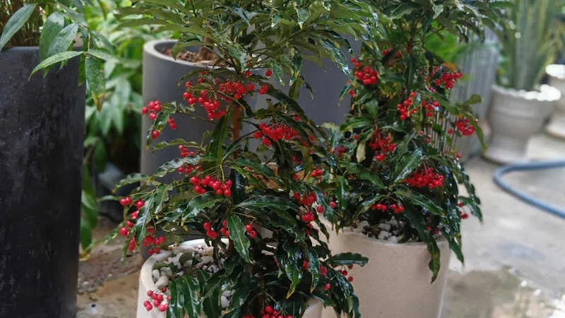 HÃ¬nh áº£nh cÃ¢y ngÃ¢n kim lÆ°á»£ng