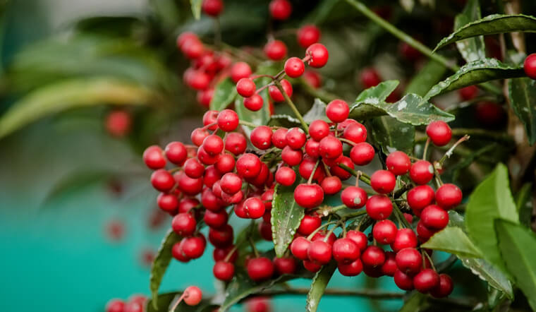 Cách Trồng Cây Kim Ngân Lượng Ra Quả Đỏ Đúng Dịp Tết Hiệu Quả