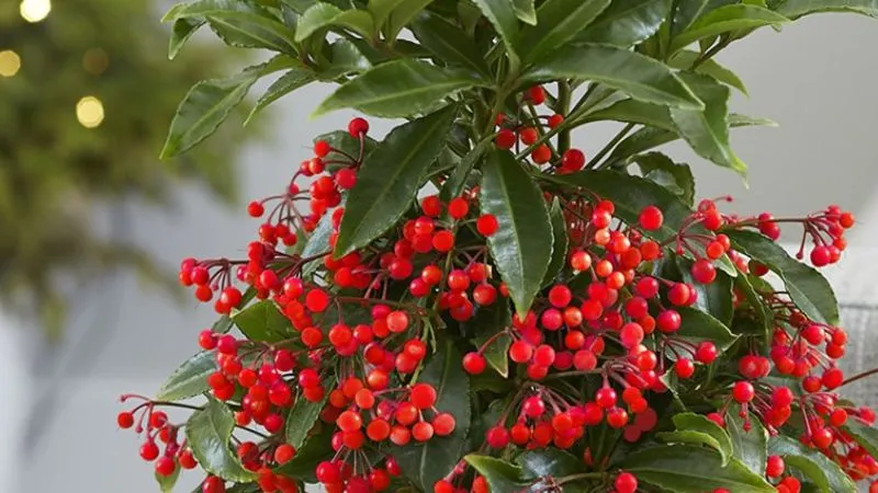 Vá»‹ trÃ­ Ä‘áº·t cÃ¢y kim ngÃ¢n lÆ°á»£ng?