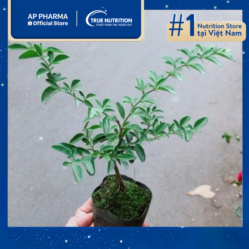 Cách Trồng Cây Lộc Vừng Bonsai Chuẩn Kỹ Thuật Và Chăm Sóc Ra Hoa Quanh Năm