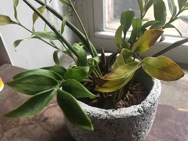 Cây Kim Tiền bị vàng lá do thiếu nước hoặc thừa nước